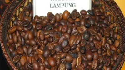 Pemprov Lampung Dorong Produktivitas Kopi Robusta