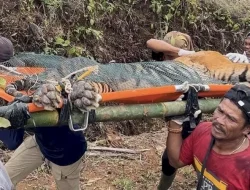 Petugas evakuasi harimau yang terjebak di Lampung Barat