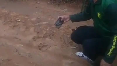 Jejak Harimau Sumatera Hebohkan Kebun Nanas Lampung Timur